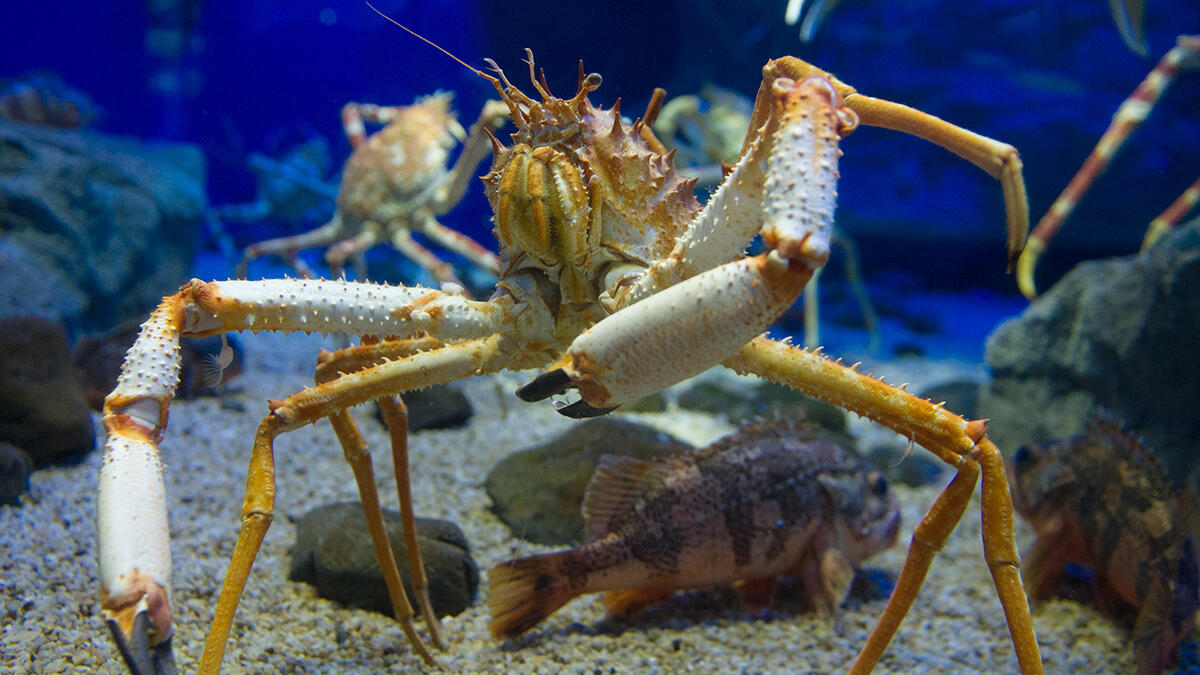 オオホモラ | 生きもの図鑑 | 生きものを知る | 海遊館