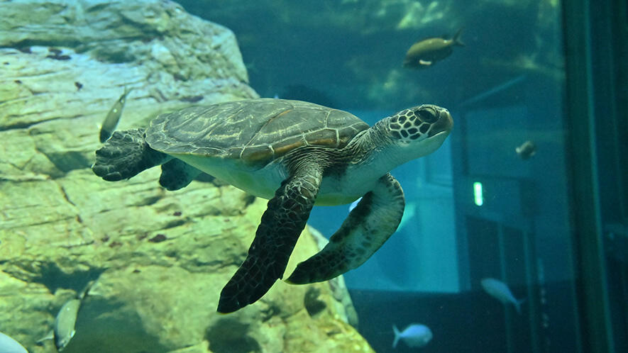 アオウミガメ | 生きもの図鑑 | 生きものを知る | 海遊館