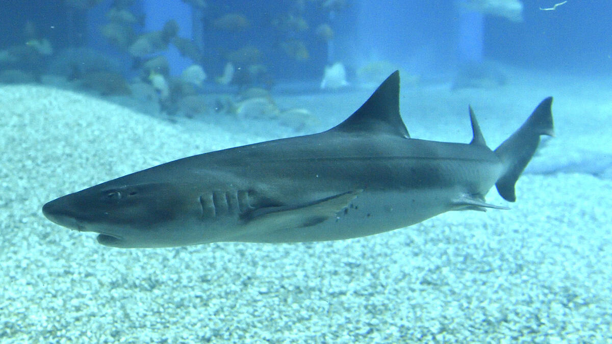 ♯Iti13AH不思議生物大百科大海の捕食者サメシークレット入全6種