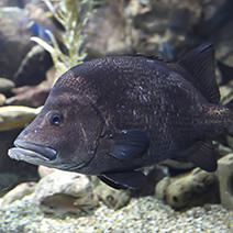 ウツボ | 生きもの図鑑 | 生きものを知る | 海遊館