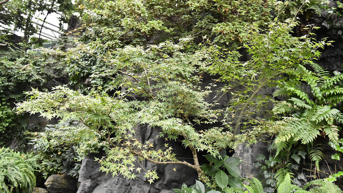 50 イロハモミジ 50 イロハモミジ