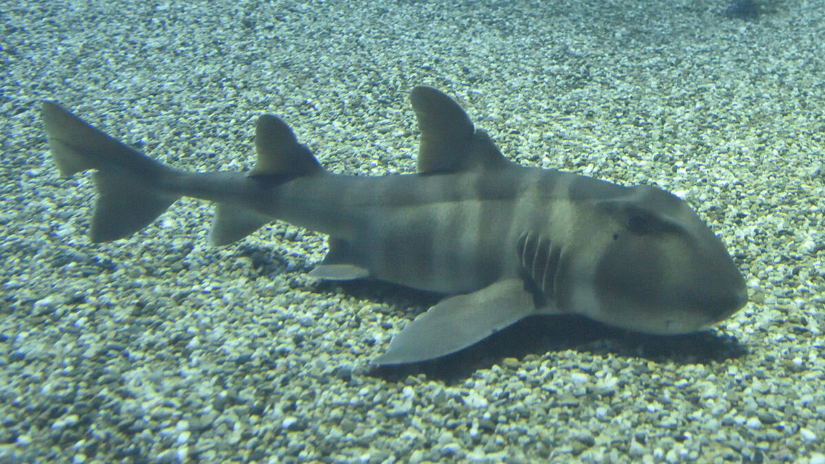 ネコザメ | 生きもの図鑑 | 生きものを知る | 海遊館