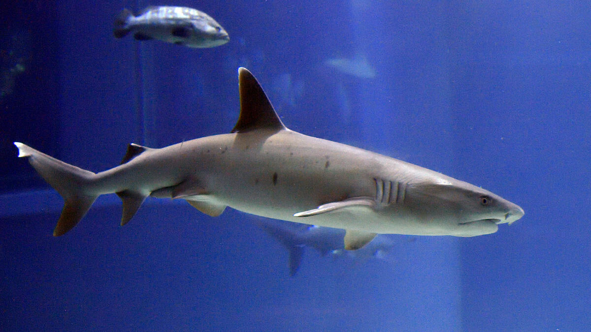 ネムリブカ | 生きもの図鑑 | 生きものを知る | 海遊館