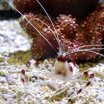 チンアナゴ | 生きもの図鑑 | 生きものを知る | 海遊館