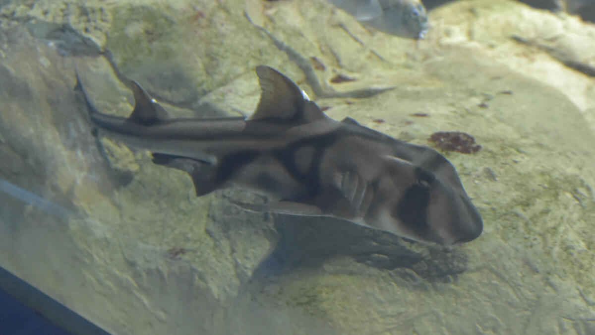 portjacksonshark_03.jpg