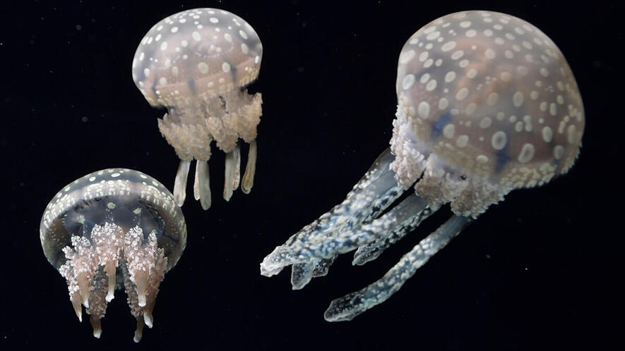 タコクラゲ | 生きもの図鑑 | 生きものを知る | 海遊館