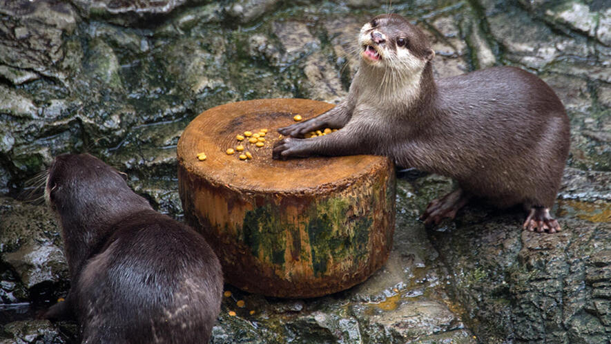 コツメカワウソ | 生きもの図鑑 | 生きものを知る | 海遊館 コツメカワウソ | 生きもの図鑑 | 生きものを知る | 海遊館