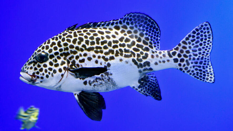 チョウチョウコショウダイ | 魚類 | 市場魚貝類図鑑
