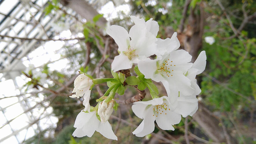 ゆっくり　803530 オプションお写真2枚目掲載 Amazon.co.jp: 乃木坂46 遠藤さくら・おひとりさま天国ポスターB2