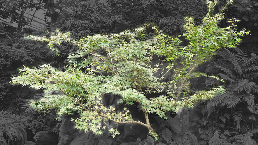 イロハモミジ | 生きもの図鑑 | 生きものを知る | 海遊館