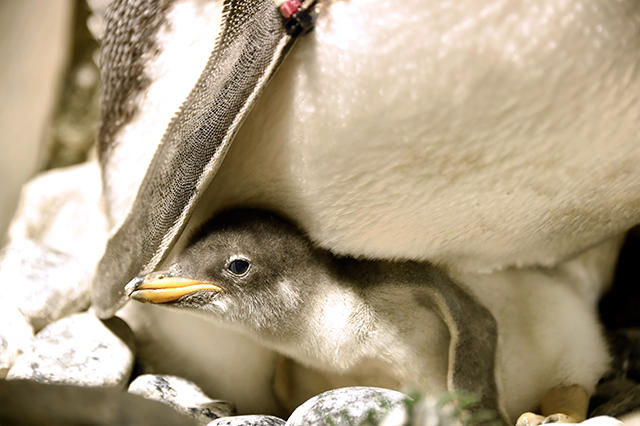 生き物たちがベビーラッシュ ジェンツーペンギンの赤ちゃんが見頃を迎えています 海遊館ニュース 海遊館とつながる 海遊館