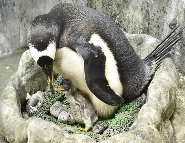 今が一番かわいい 赤ちゃんペンギンたちが すくすく育っています 海遊館ニュース 海遊館とつながる 海遊館