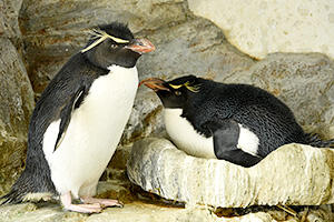 2306_iwatobipenguins.jpg