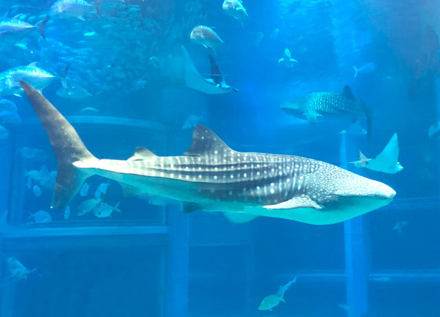 オスのジンベエザメ「海くん」がやってきました！｜海遊館ニュース｜海 ...