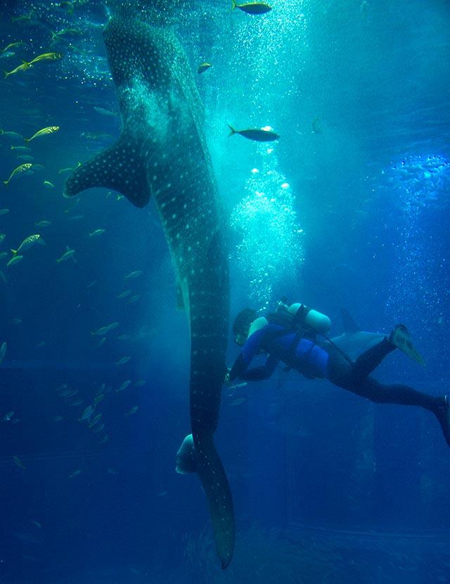 サメのゲノム解析 について 記者発表しました 海遊館ニュース 海遊館とつながる 海遊館