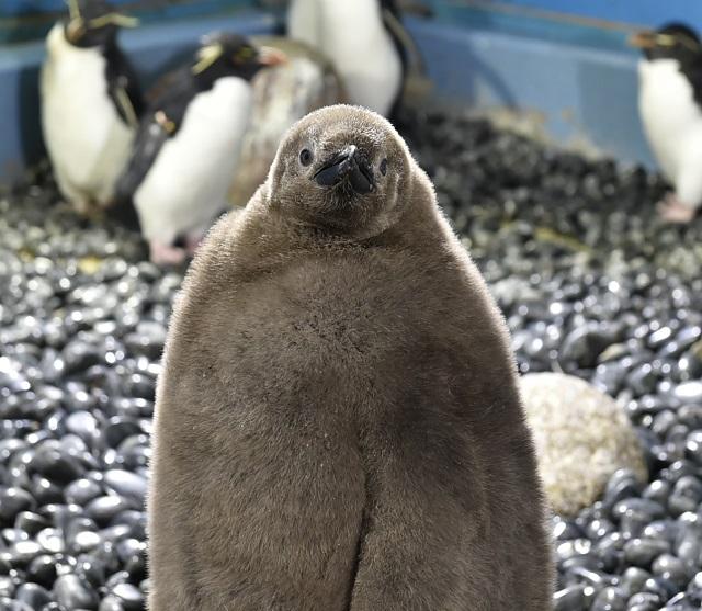 オウサマペンギンの赤ちゃんが 南極大陸水槽にデビューします 海遊館ニュース 海遊館とつながる 海遊館