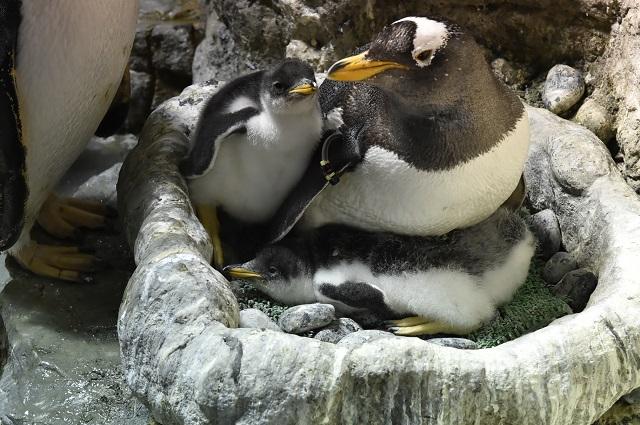 今が一番かわいい 赤ちゃんペンギンたちが すくすく育っています 海遊館ニュース 海遊館とつながる 海遊館