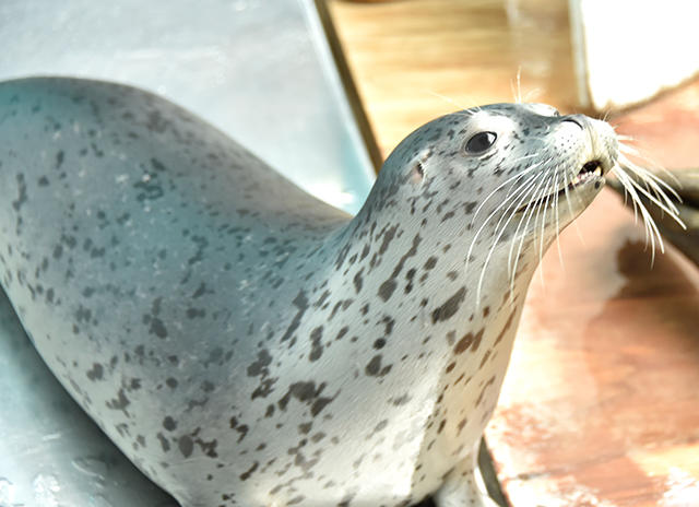 ゴマフアザラシの赤ちゃんの愛称が決定しました 海遊館ニュース 海遊館とつながる 海遊館