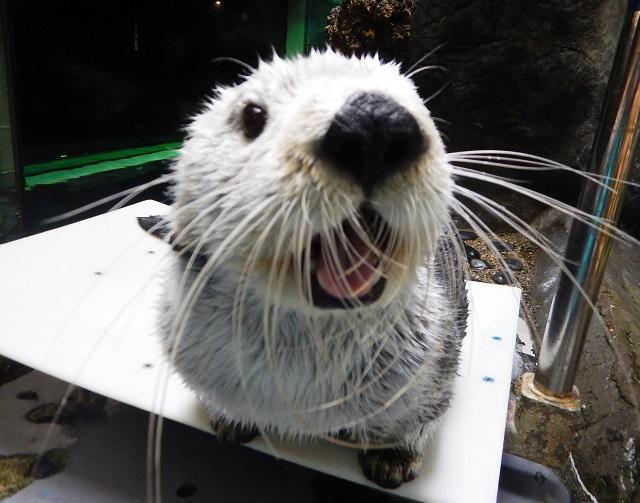 sea_otter_pata_1.jpg