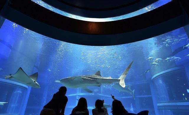 年末年始は海遊館へ 営業時間のご案内 海遊館ニュース 海遊館とつながる 海遊館