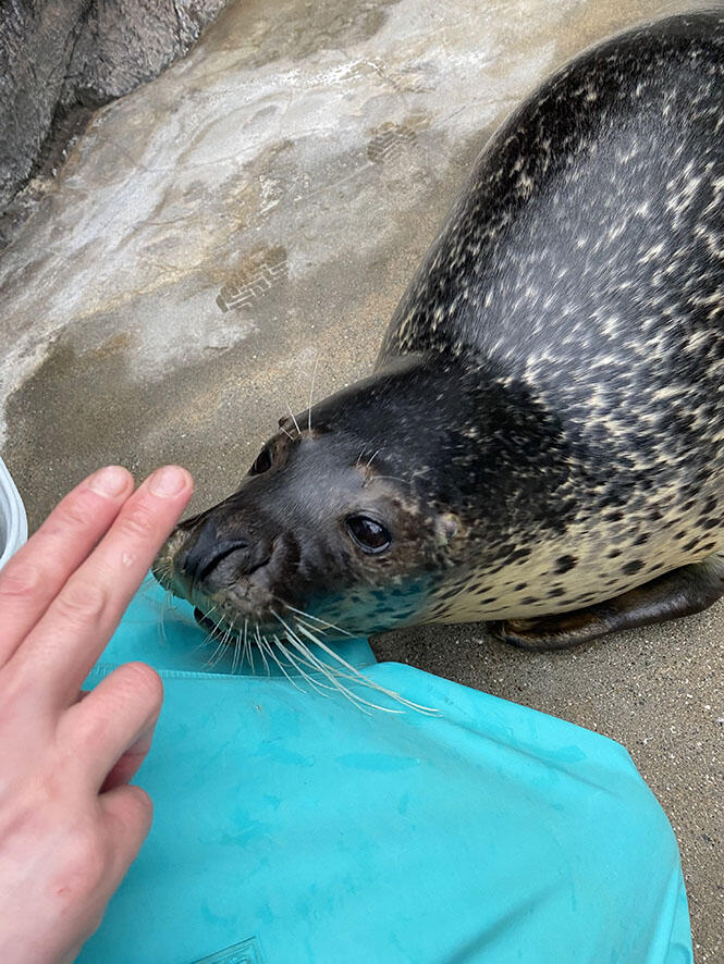 ゴマ」フと「ワ」モン | 海遊館の舞台ウラ | 生きものを知る