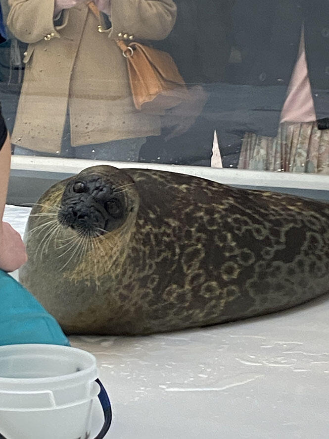 ゴマ」フと「ワ」モン | 海遊館の舞台ウラ | 生きものを知る