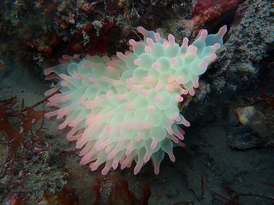 2503_iburi94_01.jpg