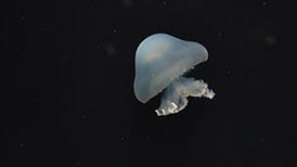 くらげ 2503_kurage_s.jpg