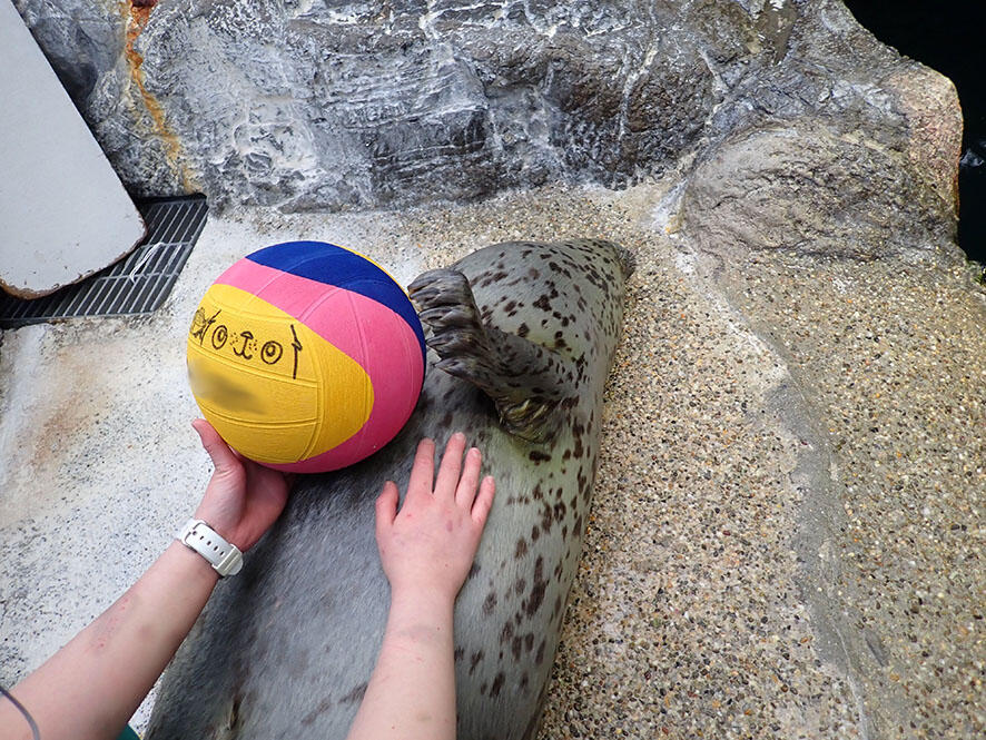 2503_newball_03.jpg