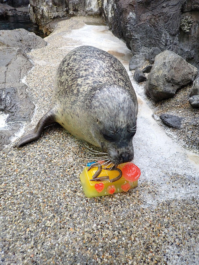 ゴマフアザラシの見分け方 2｜海遊館とつながる｜海遊館