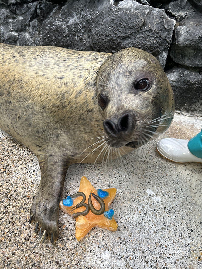 ゴマフアザラシ達の誕生祭 | 海遊館の舞台ウラ | 生きものを知る