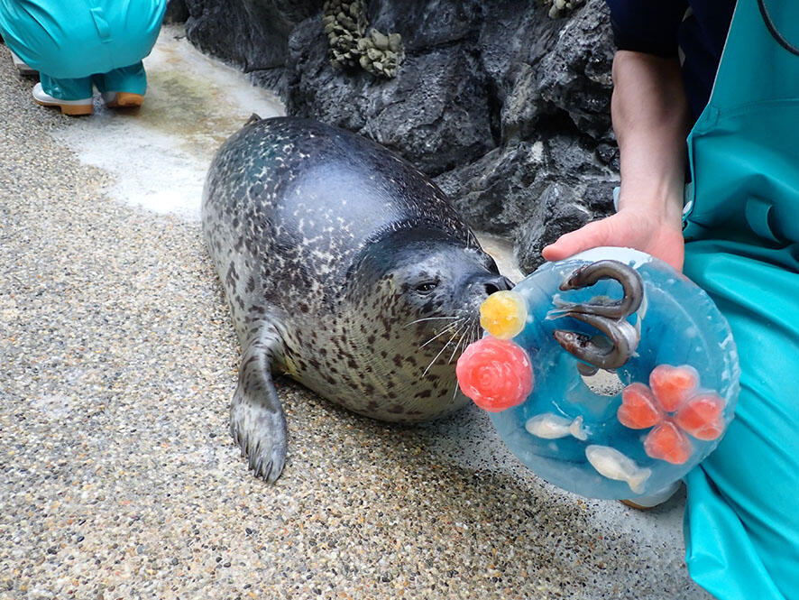 ゴマフアザラシ達の誕生祭 | 海遊館の舞台ウラ | 生きものを知る