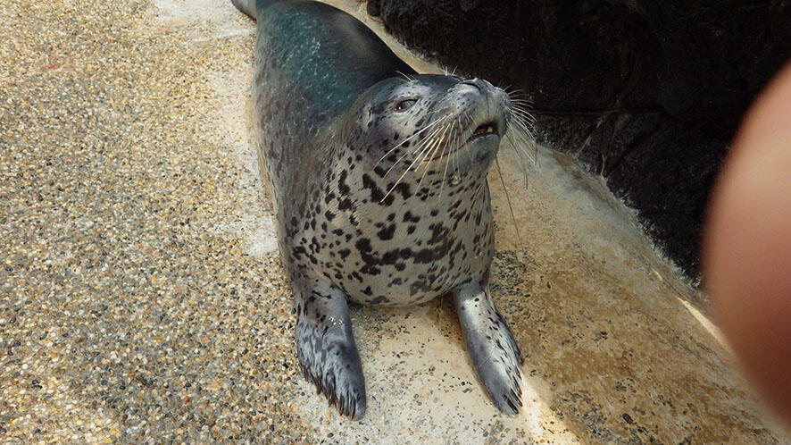 2504_gomafu_16.jpg
