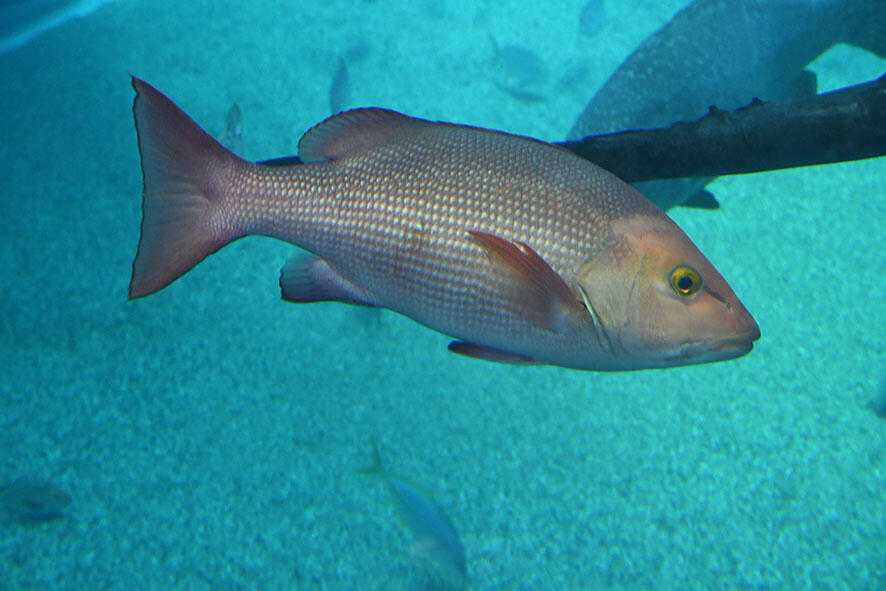 2504_hanatosakana_01.jpg