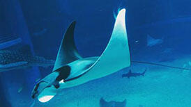 イトマキエイの繁殖に関する論文が出版されました！ | 海遊館の舞台