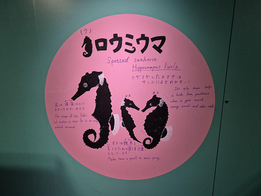 2504_kuroumiuma_02.jpg