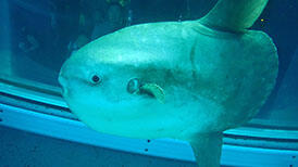 マンボウすくすく成長中 | 海遊館の舞台ウラ | 生きものを知る