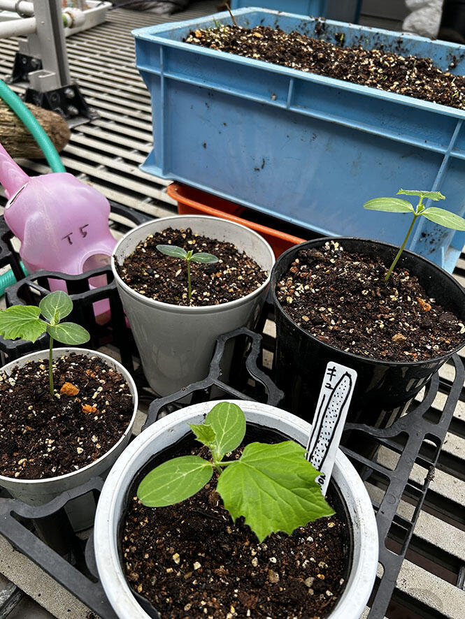 2504_vegetables_02.jpg
