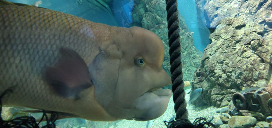 2505_fishname_01.jpg