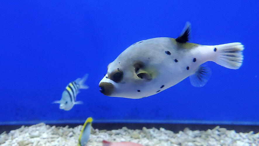 2505_fishname_02.jpg