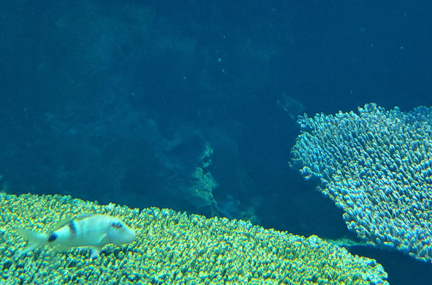 2505_fishname_03.jpg