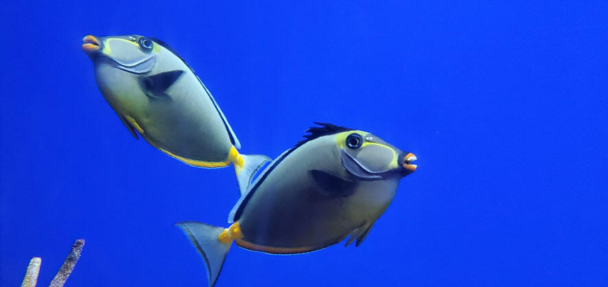 2505_fishname_04.jpg
