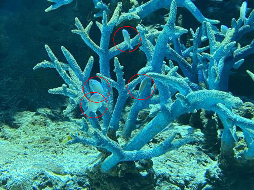 2505_gbr_02.jpg