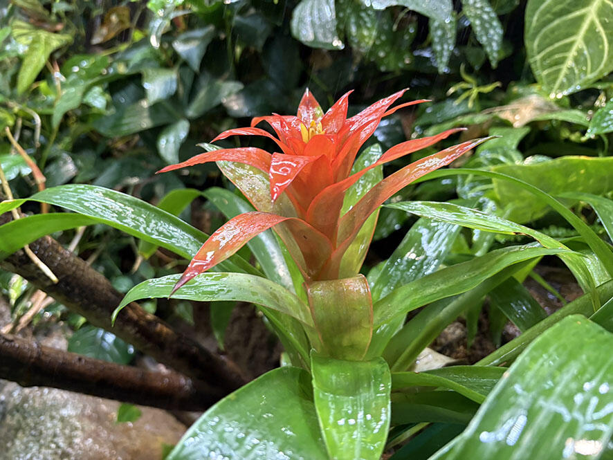 2505_guzmania_01.jpg