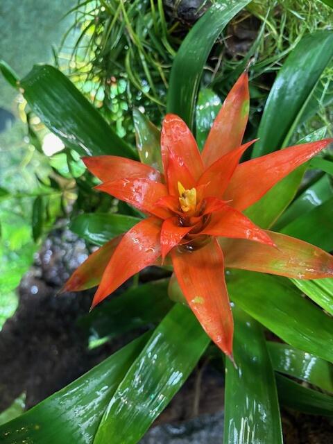 2505_guzmania_02.jpg