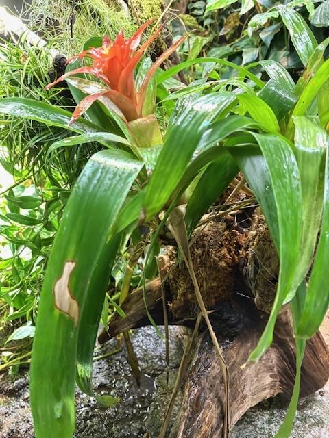 2505_guzmania_03.jpg