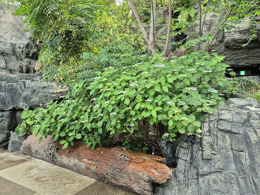 2505_japanforest_01.jpg