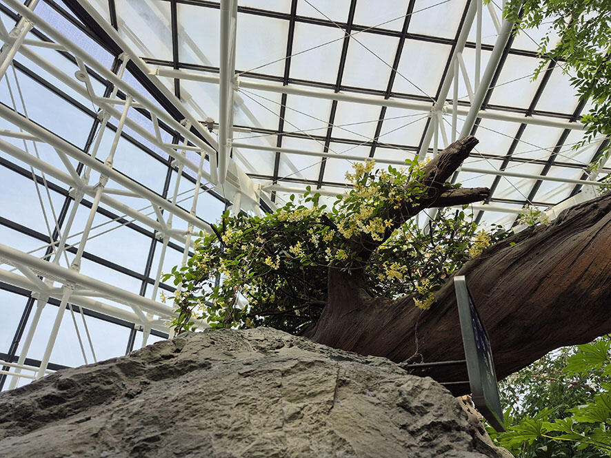 2505_japanforest_02.jpg