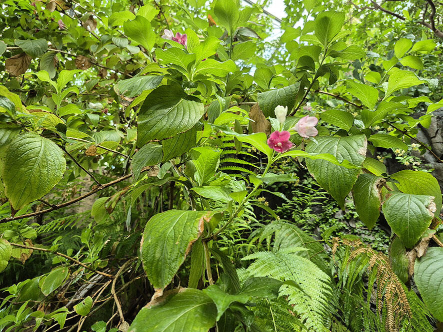 2505_japanforest_05.jpg