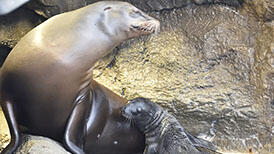 oceanic operetta アシレーヌ マスコット 2019年 アシカの赤ちゃんが産まれました！ | 海遊館の舞台ウラ